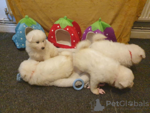 Photo №1. samoyed dog - for sale in the city of Kamnik | 473$ | Announcement № 13758