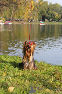 Photo №1. yorkshire terrier - for sale in the city of Irkutsk | 761$ | Announcement № 142481