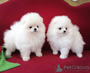 Photo №1. pomeranian - for sale in the city of Paris | Is free | Announcement № 76022