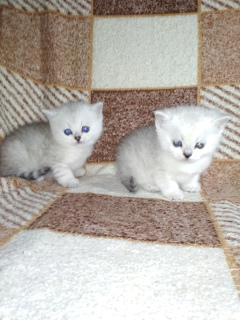 Photo №2 to announcement № 1674 for the sale of scottish straight - buy in Ukraine private announcement