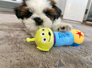 Photo №2 to announcement № 77699 for the sale of shih tzu - buy in Finland private announcement