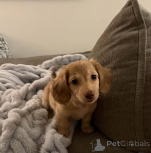 Photo №1. dachshund - for sale in the city of Aalborg | 619$ | Announcement № 173387