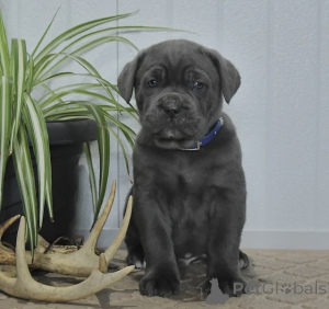 Photo №2 to announcement № 166093 for the sale of cane corso - buy in Finland private announcement