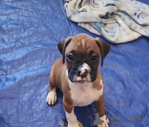 Photo №3. Boxer puppies for adoption. Spain