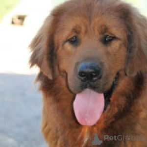 Photo №2 to announcement № 139412 for the sale of tibetan mastiff - buy in Germany private announcement