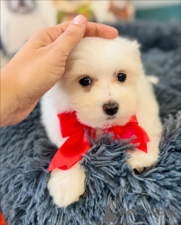 Photo №4. I will sell maltese dog in the city of Helsinki. private announcement, from the shelter - price - 516$