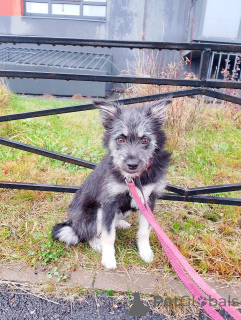 Photo №1. non-pedigree dogs - for sale in the city of St. Petersburg | Is free | Announcement № 157819