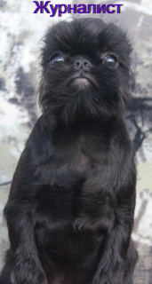 Photo №1. belgian griffon - for sale in the city of Tyumen | 350$ | Announcement № 3282