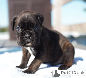Photo №2 to announcement № 173335 for the sale of boxer - buy in Germany private announcement