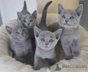 Photo №1. russian blue - for sale in the city of Helsinki | negotiated | Announcement № 177353