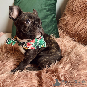 Photo №2 to announcement № 120924 for the sale of french bulldog - buy in Australia breeder