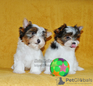 Photo №1. beaver yorkshire terrier - for sale in the city of Владикавказ | Is free | Announcement № 48774