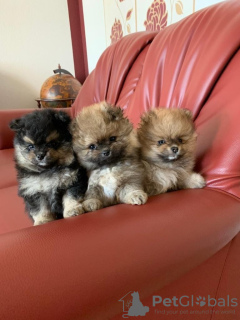 Photo №1. pomeranian - for sale in the city of Дортмунд | negotiated | Announcement № 127425