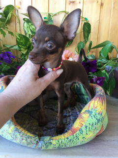 Photo №4. I will sell pražský krysařík in the city of . breeder - price - negotiated