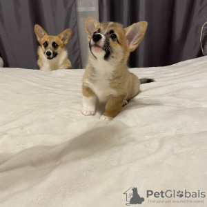 Photo №3. Welsh Corgi 3 months old (titled parents). Poland