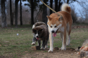 Photo №2 to announcement № 4930 for the sale of akita - buy in Ukraine from nursery