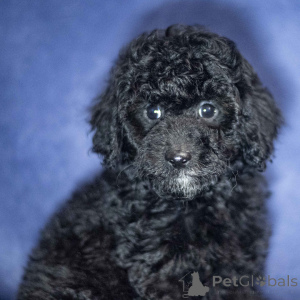 Photo №2 to announcement № 163912 for the sale of poodle (toy) - buy in United Kingdom private announcement, breeder
