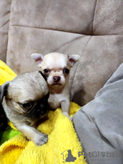 Photo №2 to announcement № 126694 for the sale of chihuahua - buy in Georgia private announcement, breeder