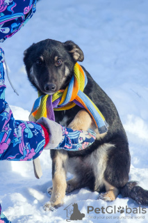 Photo №3. Beauty dog Kora in good hands. Russian Federation