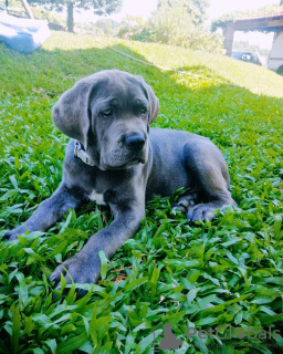 Photo №1. cane corso - for sale in the city of Амстердам | 475$ | Announcement № 79974