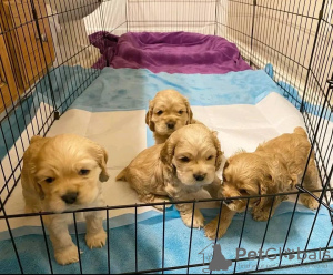 Photo №2 to announcement № 71698 for the sale of american cocker spaniel - buy in Australia private announcement, breeder