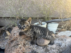 Photo №1. savannah cat - for sale in the city of Hessisch lichtenau | 361$ | Announcement № 177976