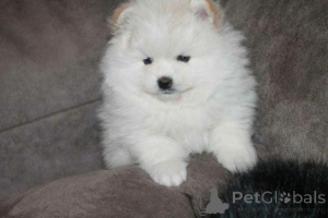 Photo №1. pomeranian - for sale in the city of Karwina | negotiated | Announcement № 167468