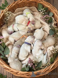 Photo №4. I will sell golden retriever in the city of Berlin.  - price - Is free