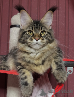 Photo №3. Grace in every pawstep Freya reigns with love and loyalty.. Finland