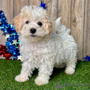 Photo №4. I will sell maltipu in the city of Frankfurt. from nursery - price - 413$
