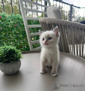 Photo №1. siamese cat - for sale in the city of Hohenfels-Essingen | 361$ | Announcement № 174781