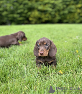 Photo №1. dachshund - for sale in the city of Франкфурт-на-Майне | 317$ | Announcement № 100216