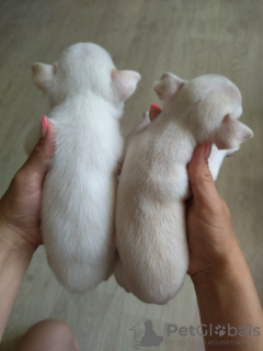 Photo №2 to announcement № 20938 for the sale of chihuahua - buy in Belarus private announcement