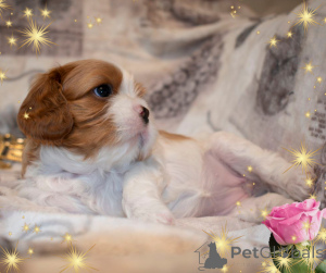 Photo №2 to announcement № 145654 for the sale of cavalier king charles spaniel - buy in Belarus breeder