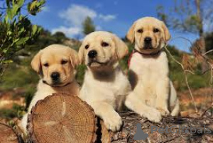 Photo №1. labrador retriever - for sale in the city of Liverpool | 1032$ | Announcement № 165537