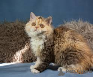 Photo №2 to announcement № 163479 for the sale of selkirk rex shorthair - buy in Austria private announcement, breeder