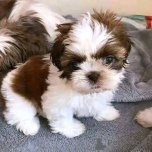Photo №1. shih tzu - for sale in the city of Arrondisman de Brussels Capital | negotiated | Announcement № 155710