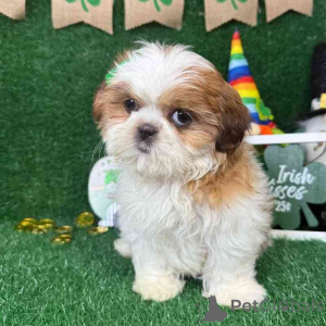 Photo №1. shih tzu - for sale in the city of Adršpach | negotiated | Announcement № 170666