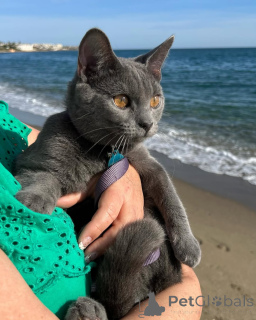 Photo №1. chartreux - for sale in the city of Aalen | negotiated | Announcement № 158744