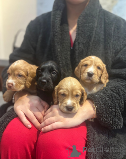 Photo №2 to announcement № 161334 for the sale of english cocker spaniel - buy in Finland 