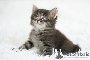 Additional photos: Charming kittens as a gift