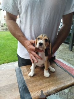 Photo №2 to announcement № 141244 for the sale of beagle - buy in Serbia private announcement