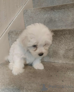 Photo №2 to announcement № 155260 for the sale of maltese dog - buy in Finland private announcement