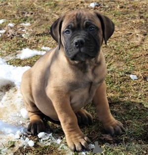 Photo №4. I will sell bullmastiff in the city of Wisconsin Dells. private announcement, breeder - price - negotiated