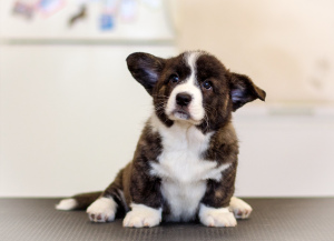 Photo №1. welsh corgi - for sale in the city of Bryansk | 909$ | Announcement № 5349