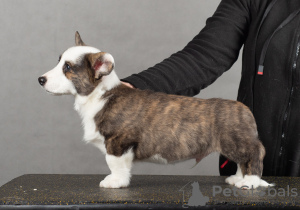 Photo №2 to announcement № 32254 for the sale of welsh corgi - buy in Russian Federation from nursery, breeder