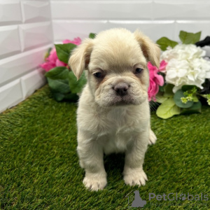 Photo №2 to announcement № 45701 for the sale of french bulldog - buy in Colombia private announcement