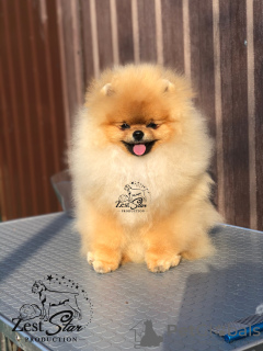 Photo №1. pomeranian - for sale in the city of Berlin | 5$ | Announcement № 93895
