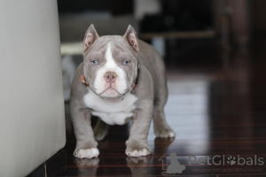 Photo №3. Extreme Pocket Bully puppies available.. United States
