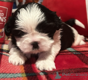 Photo №1. shih tzu - for sale in the city of Union City | 220$ | Announcement № 84034